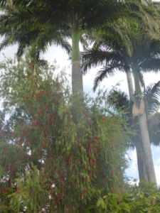 84153996_262244348075373_8804578756598431744_n