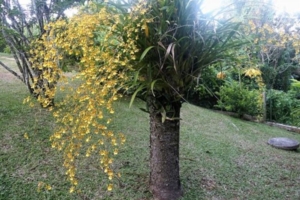 Arbre à Orchidées