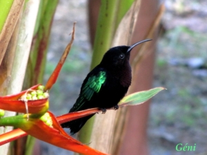 Colibri