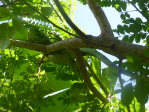 Ignane endémique terre de haut