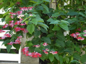 Les-Saintes-Terre-de-haut-15