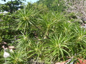 Les-Saintes-Terre-de-haut-17