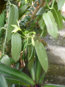 Parc Orchidées Vanille
